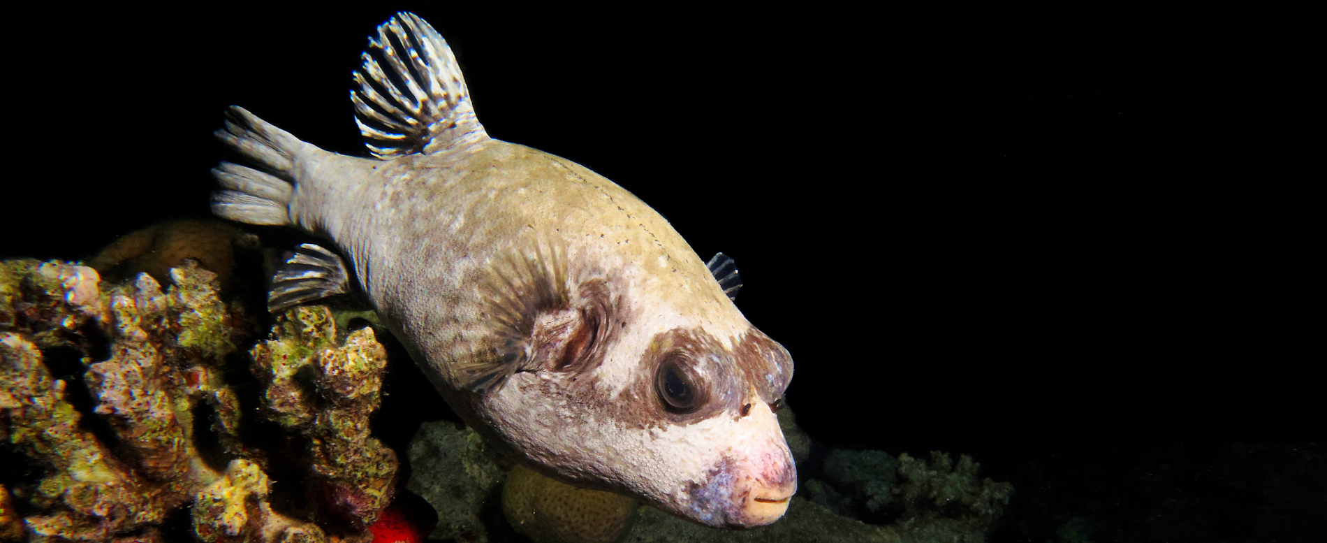 Masked blowfish